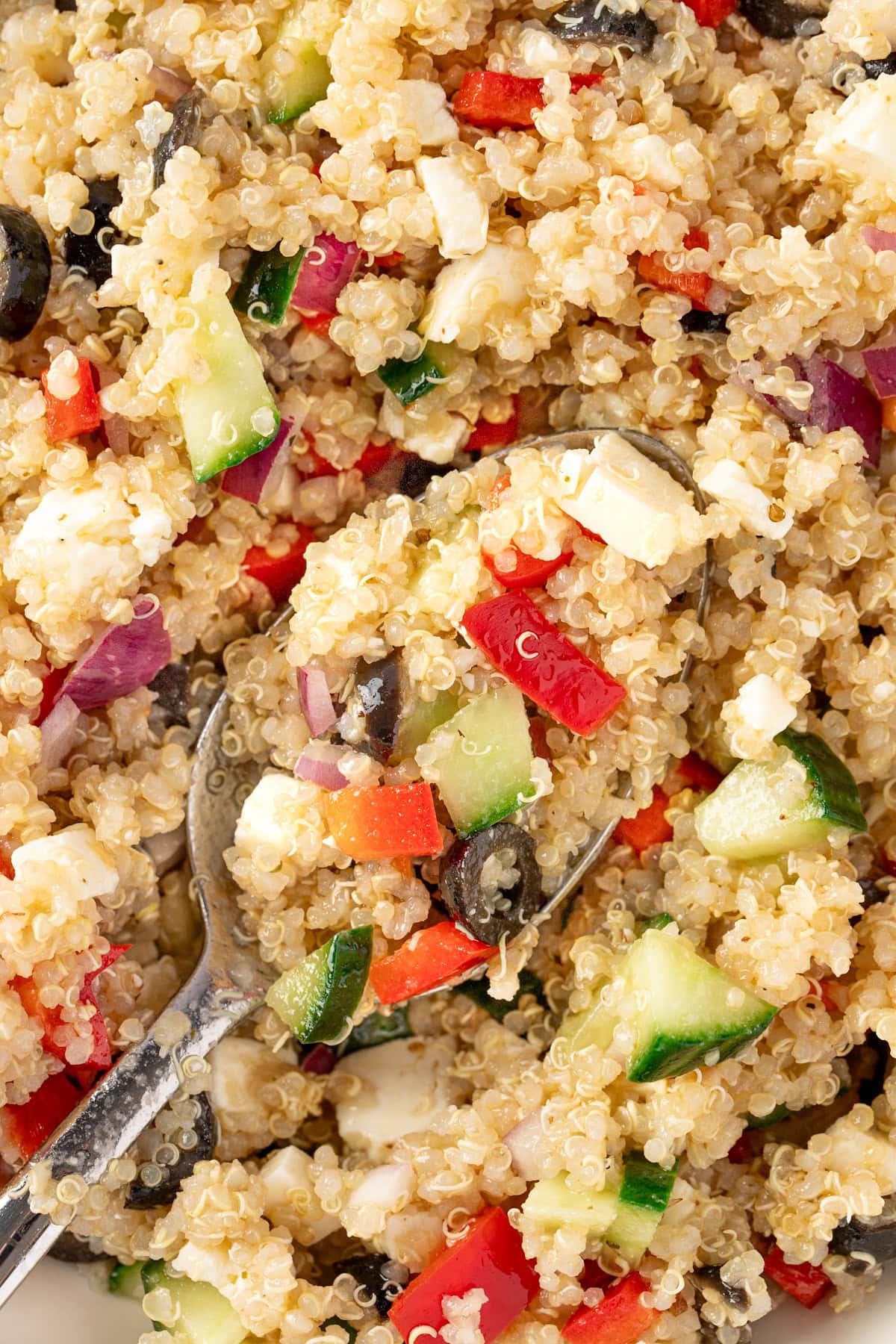 A spoonful of Mediterranean Quinoa Salad made with black olives, cucumber, red bell pepper, feta and red onion.